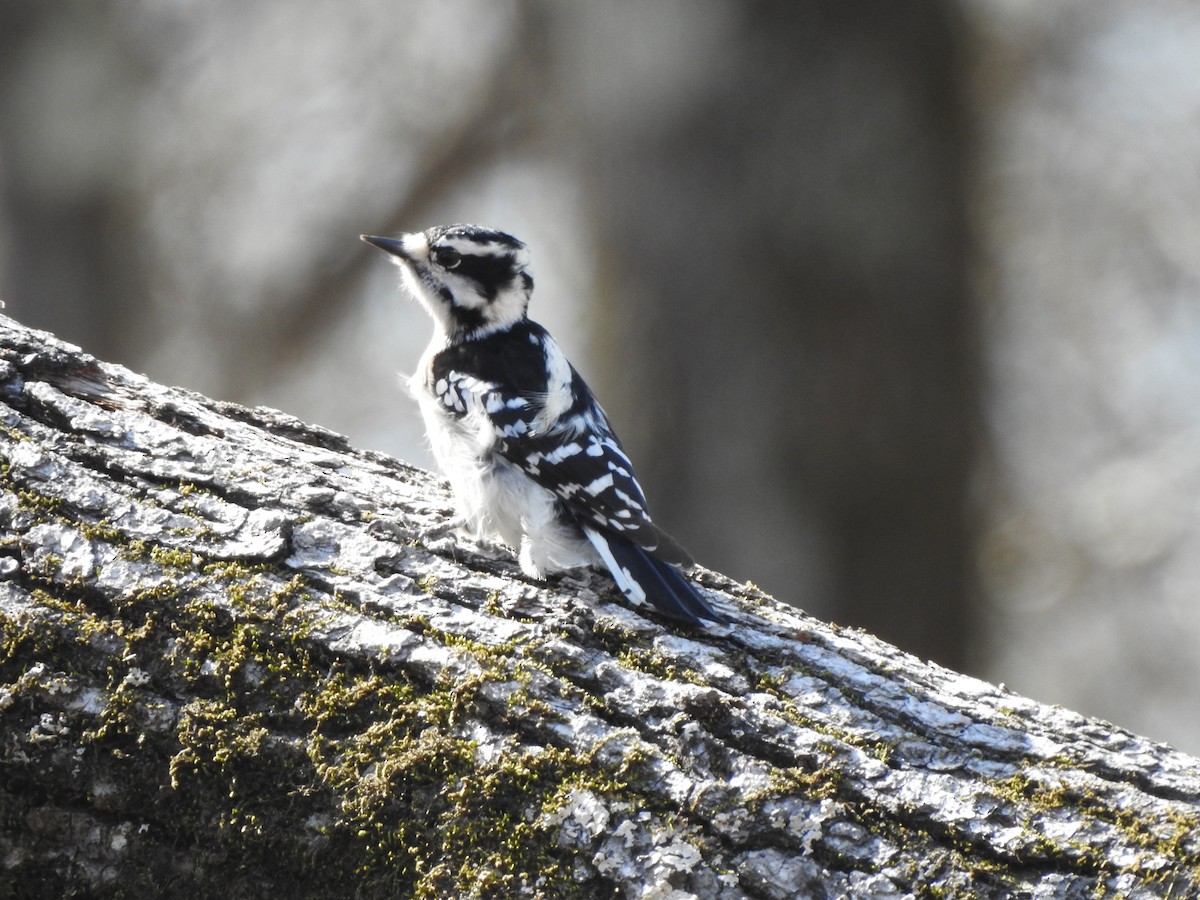 Downy Woodpecker - ML410564241