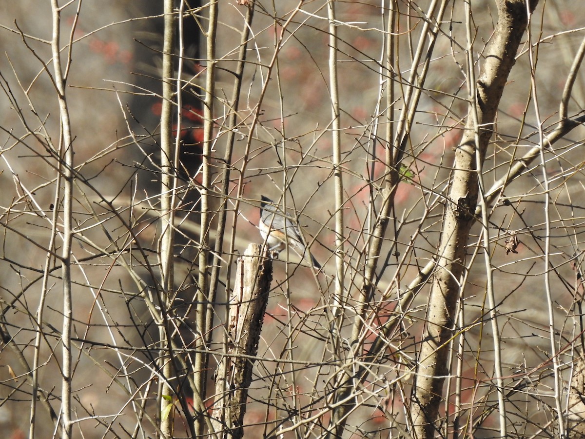 Tufted Titmouse - ML410564581
