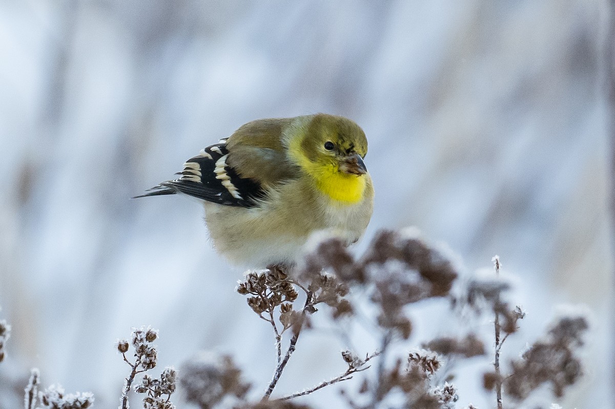 American Goldfinch - Frank King