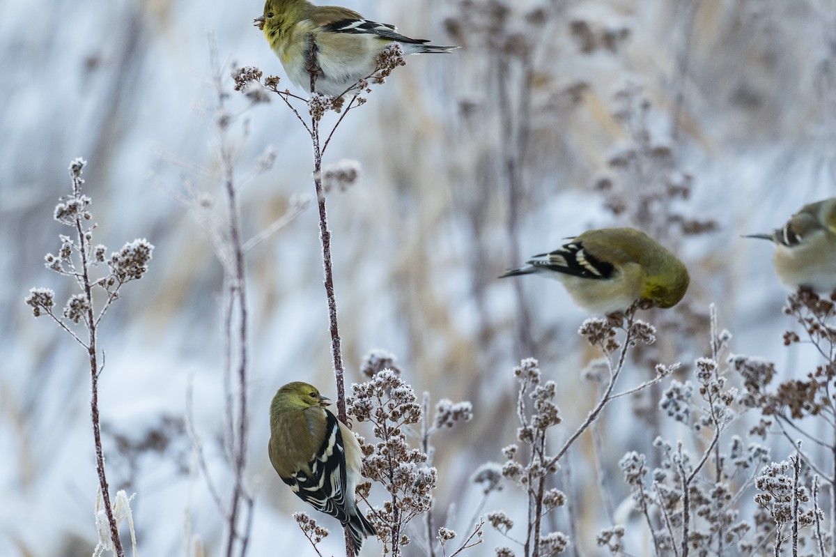 American Goldfinch - Frank King