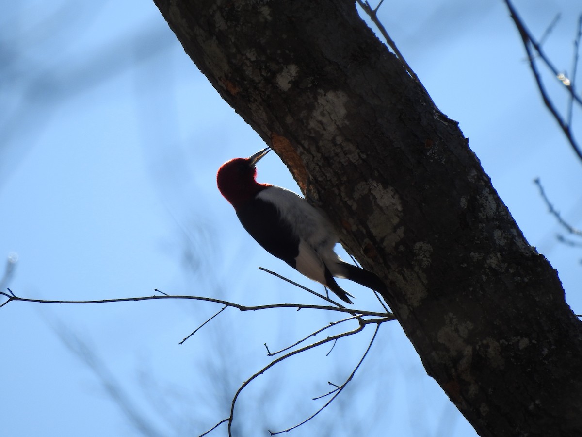 Red-headed Woodpecker - ML410565921