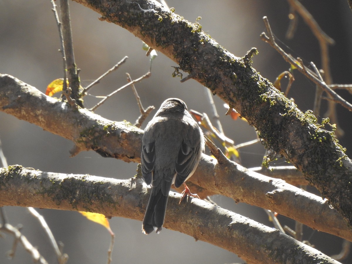 Dark-eyed Junco - ML410566151