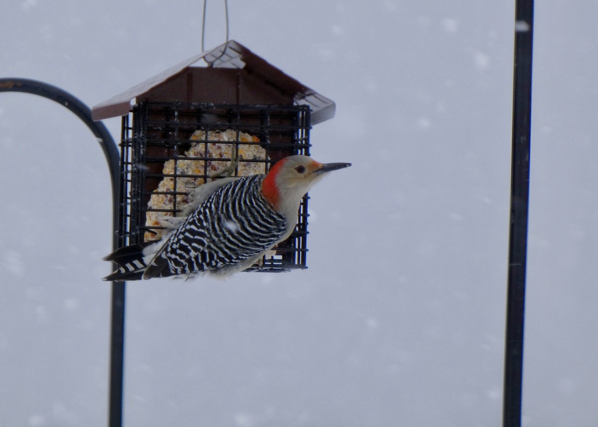 Red-bellied Woodpecker - ML410567921