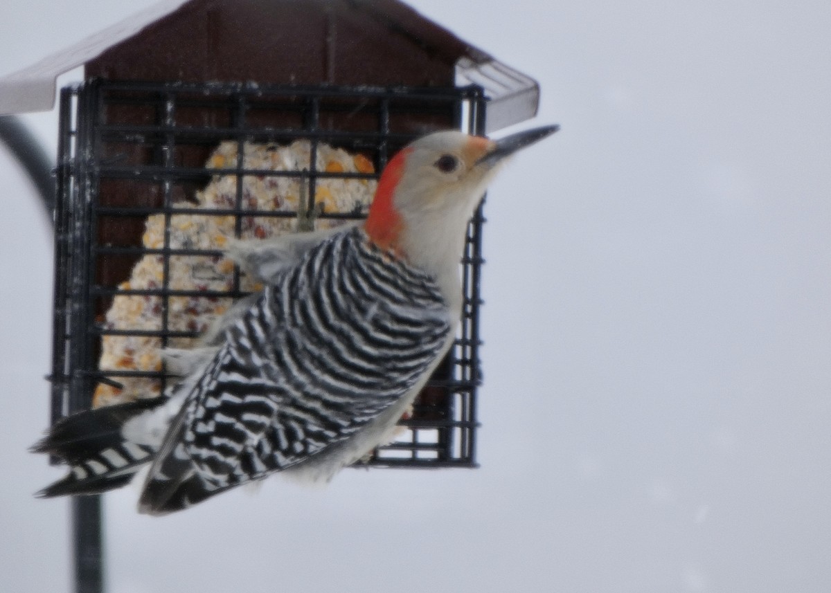 Red-bellied Woodpecker - ML410567991