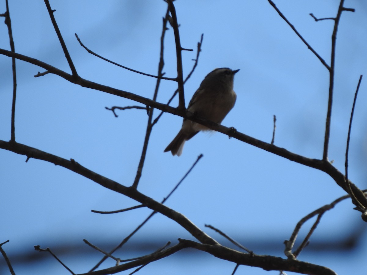 Golden-crowned Kinglet - ML410568521