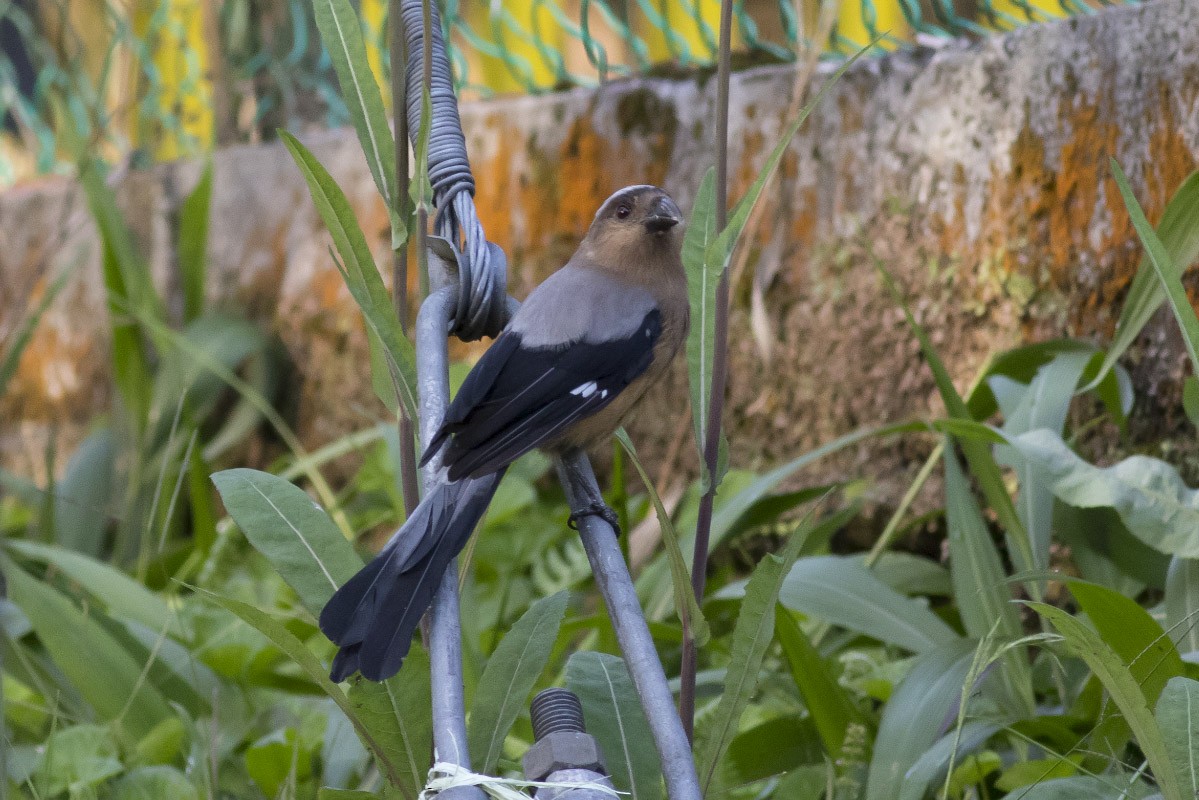 Bornean Treepie - Michael Todd
