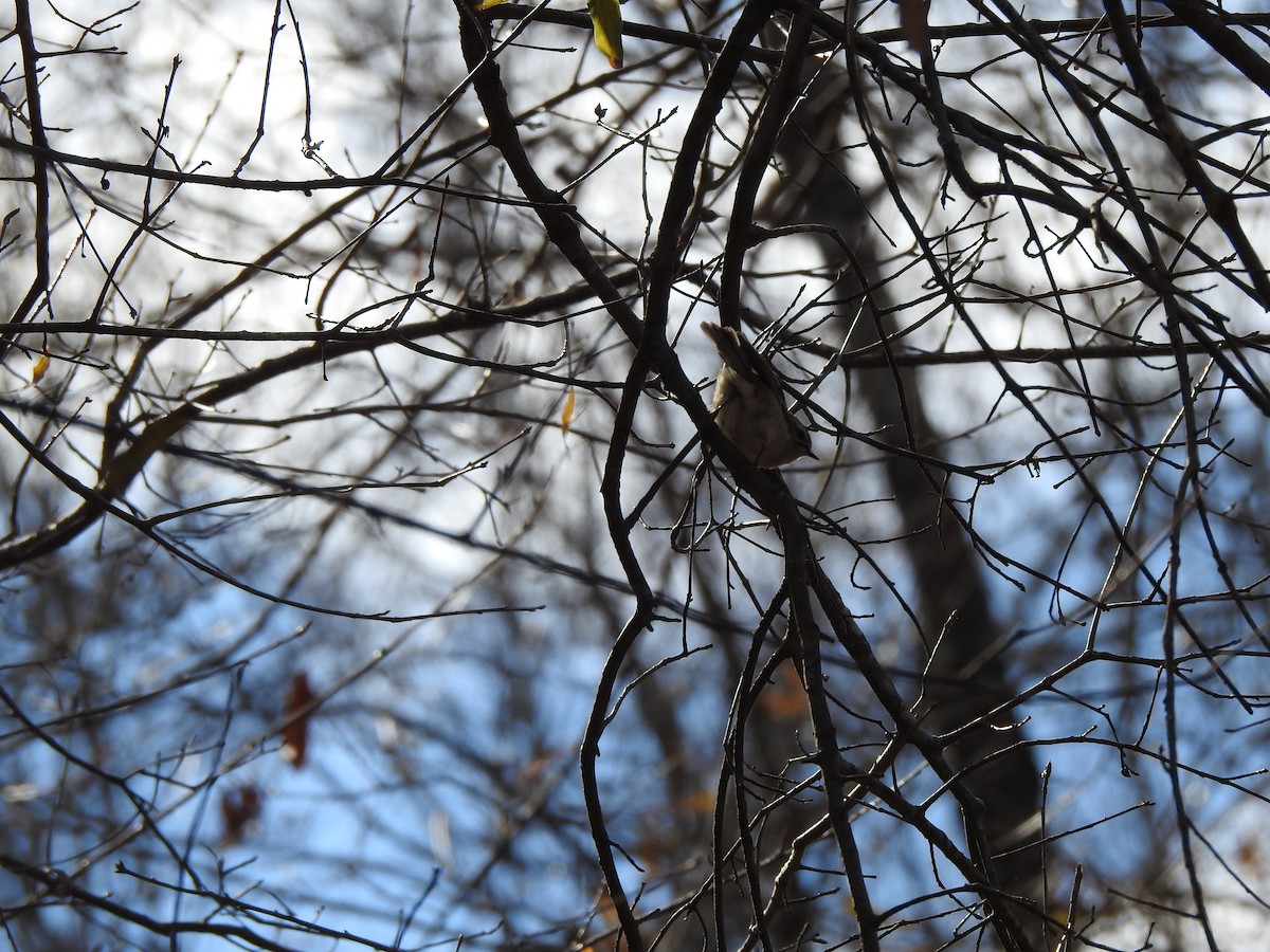 Golden-crowned Kinglet - ML410569791
