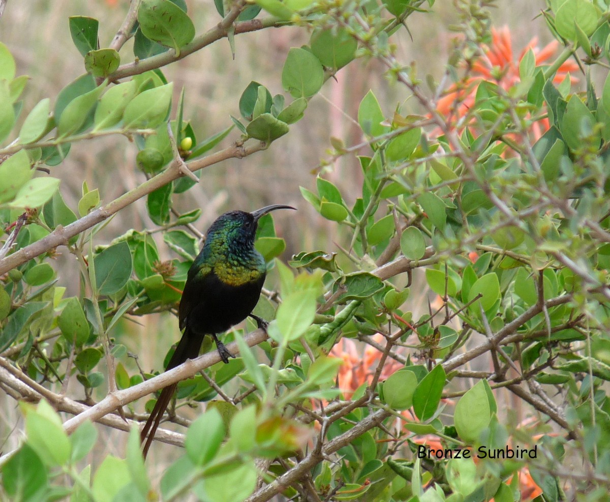 Bronze Sunbird - ML410570551