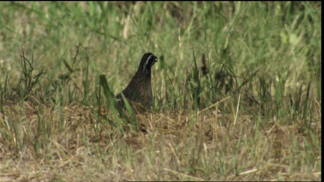 Northern Bobwhite (Eastern) - ML410571