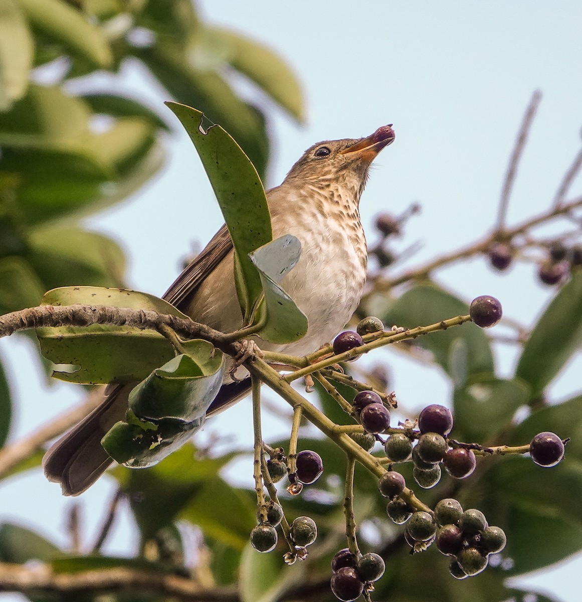 Swainson's Thrush - ML410572651