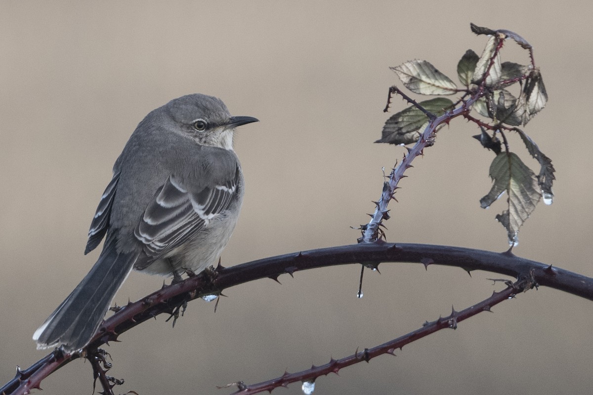 Northern Mockingbird - ML410573341