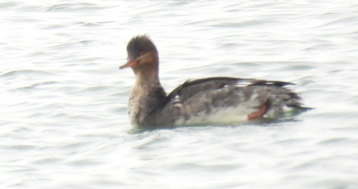 Red-breasted Merganser - ML410574111