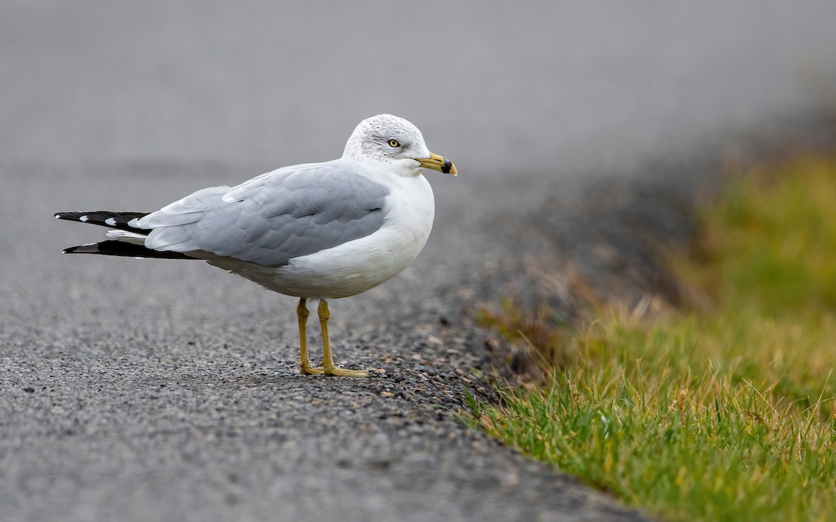 Ring-billed Gull - Mason Maron