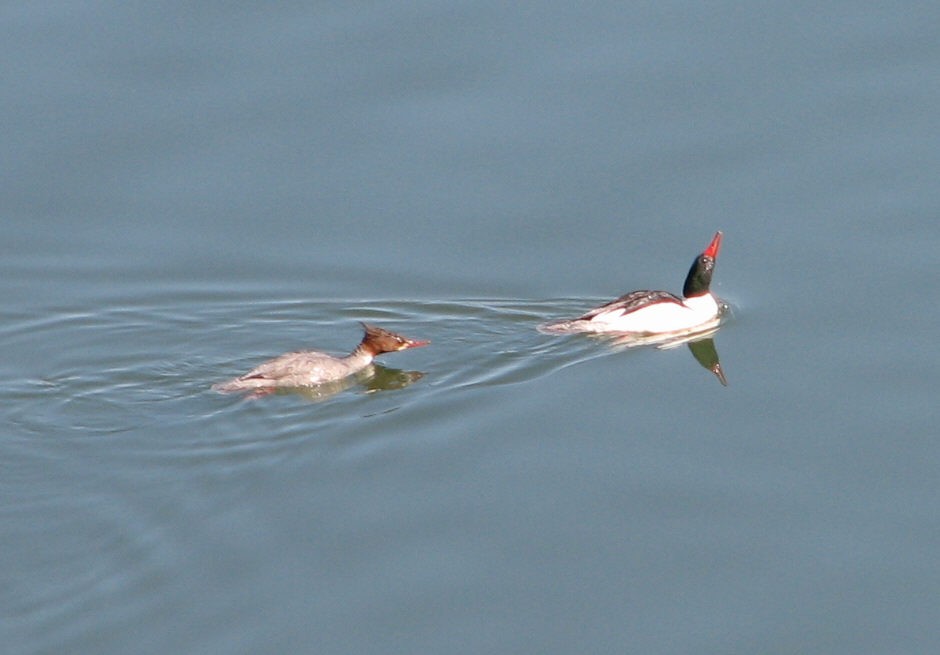 Common Merganser - Lamont McLachlan