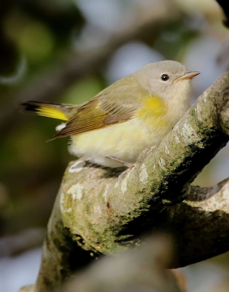 American Redstart - ML410576611