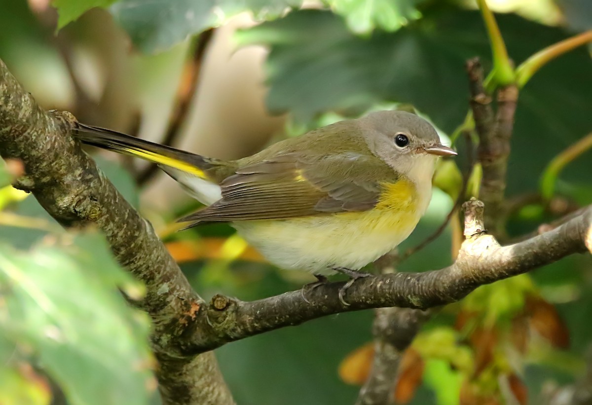 American Redstart - ML410576621