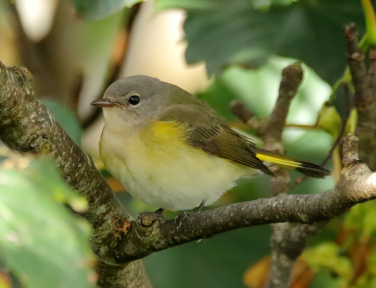 American Redstart - ML410576631