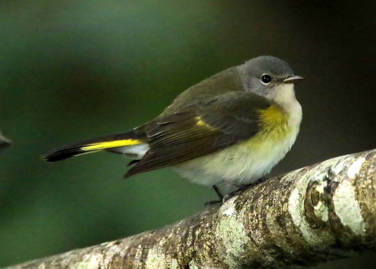 American Redstart - ML410576641