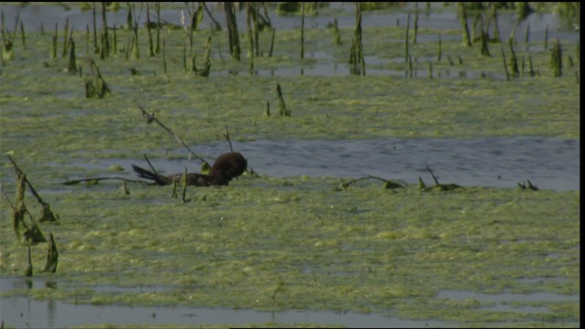 Masked Duck - ML410577