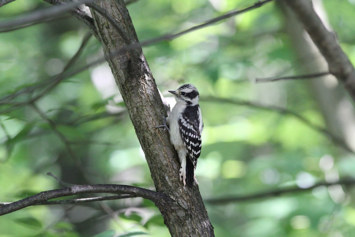 Downy Woodpecker - ML410579441