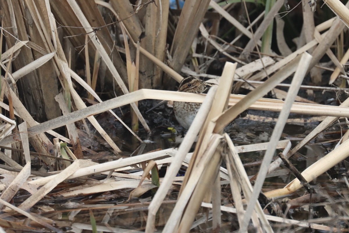 Wilson's Snipe - ML410580101