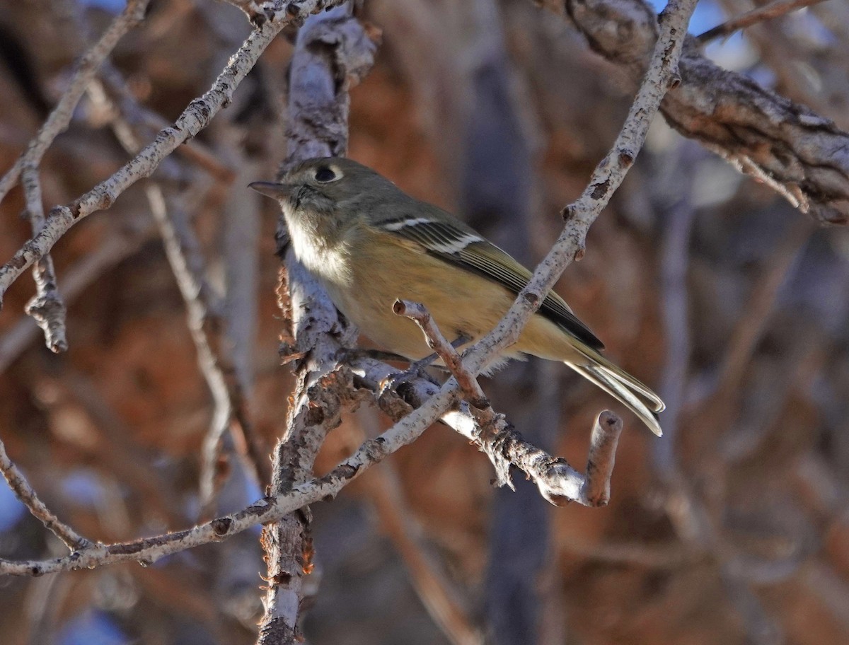 Hutton's Vireo - ML410582971