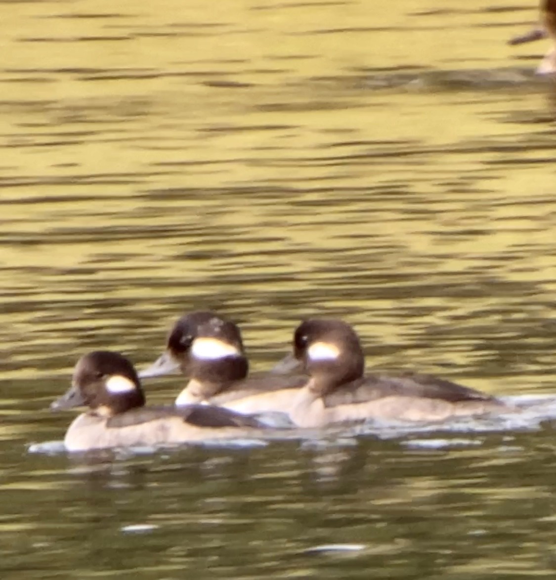 Bufflehead - ML410584171