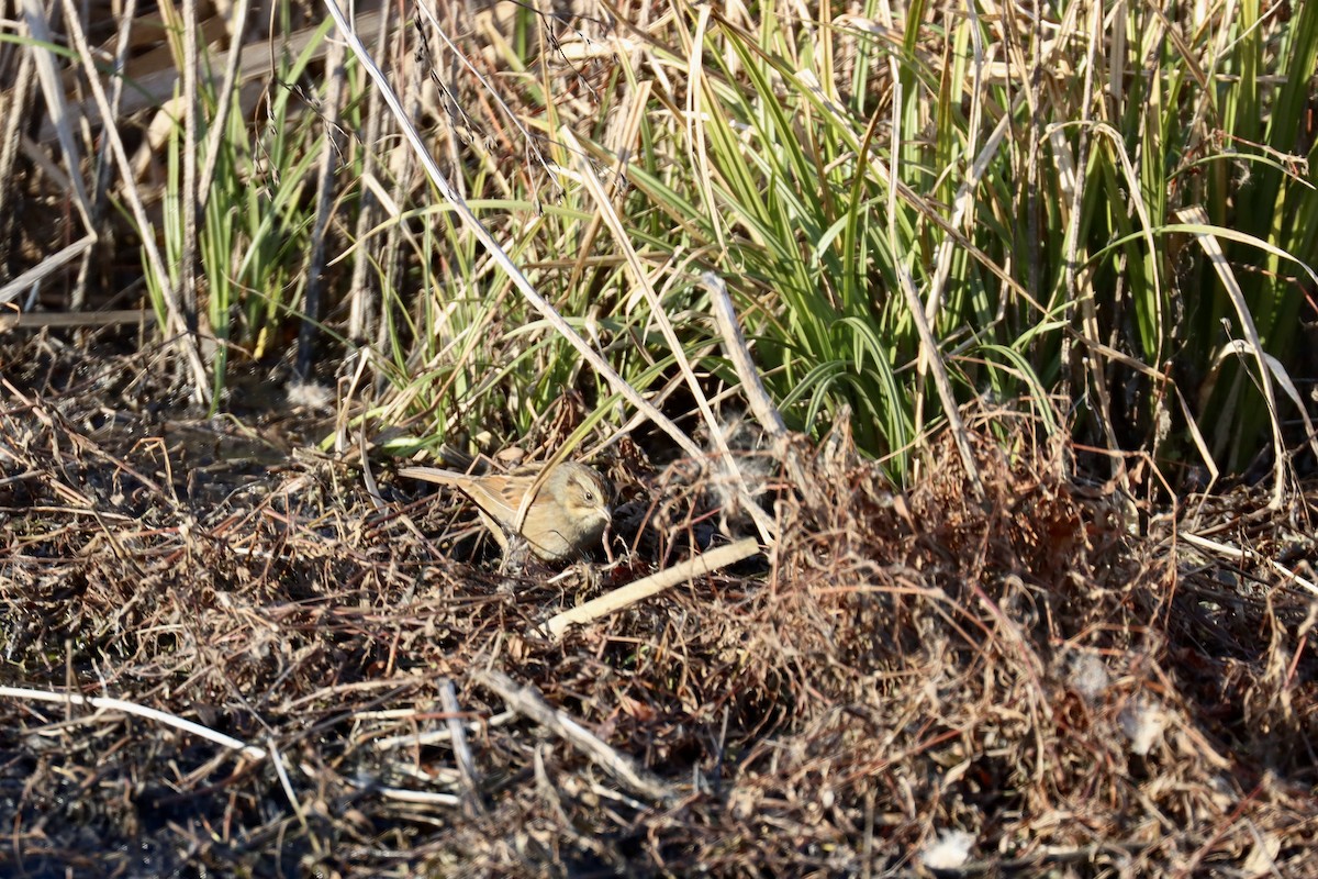 Swamp Sparrow - Joanna Watson