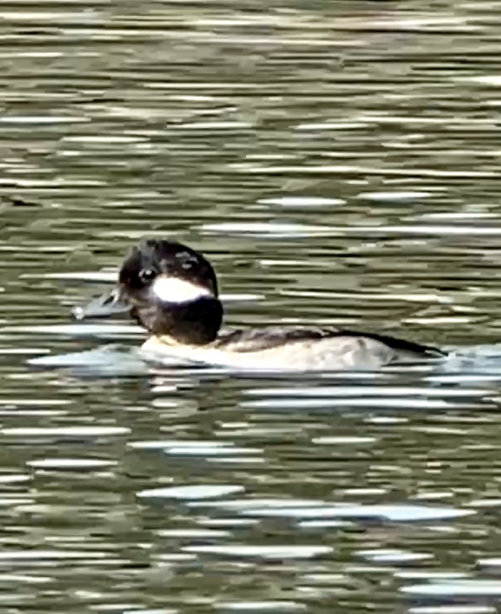 Bufflehead - ML410584191