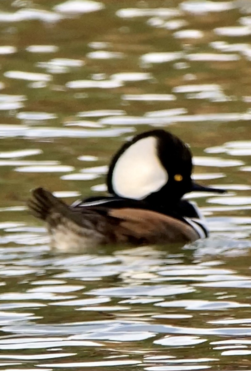 Hooded Merganser - ML410584211