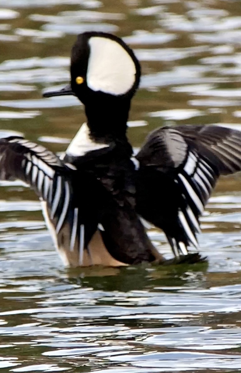 Hooded Merganser - ML410584221