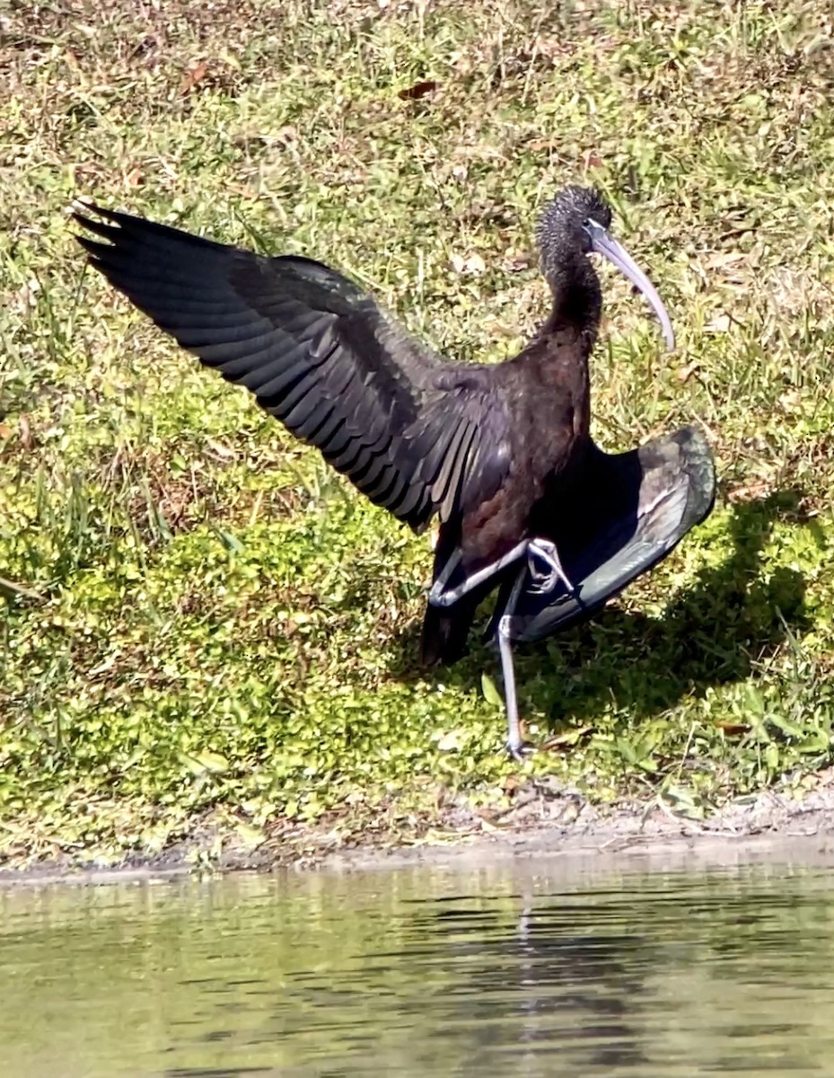 Glossy Ibis - ML410584281