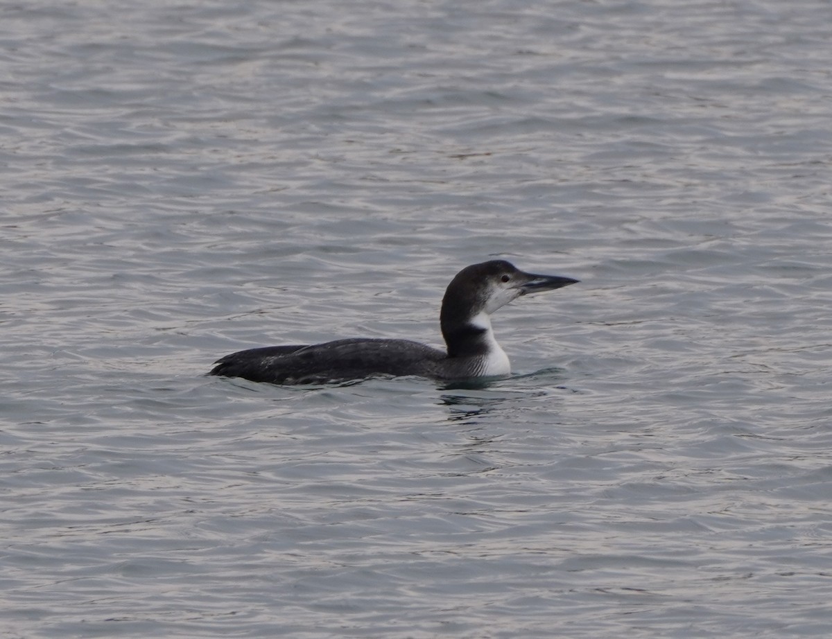 Common Loon - ML410584291