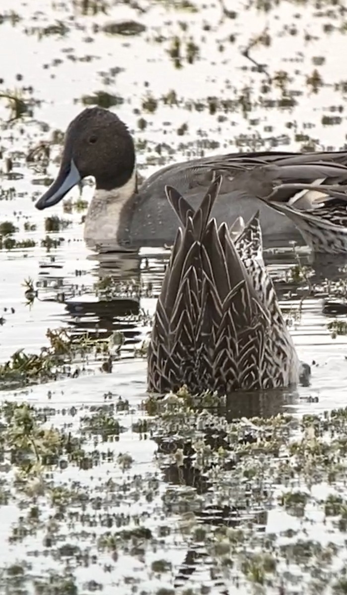 Northern Pintail - Soule Mary
