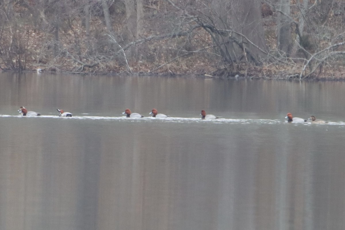 Redhead - ML410584511