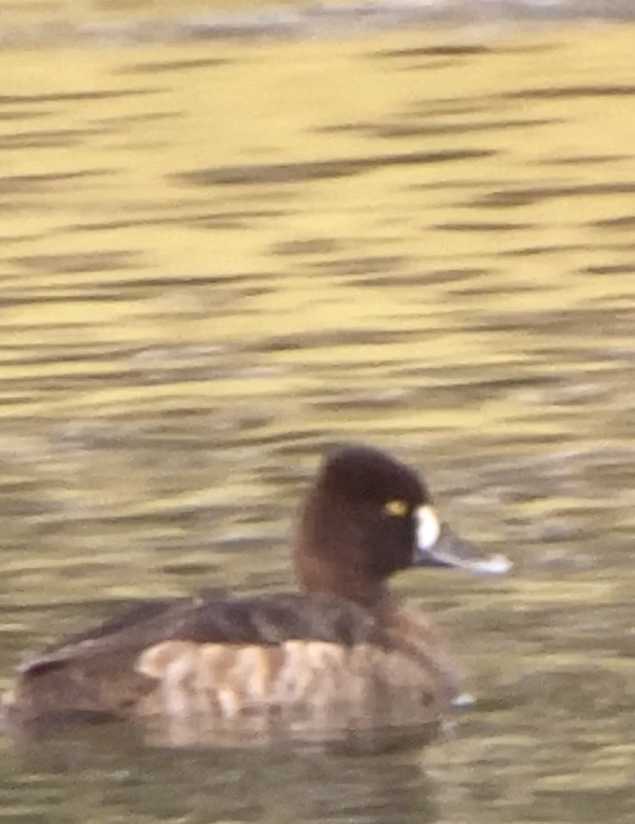 Lesser Scaup - ML410585331