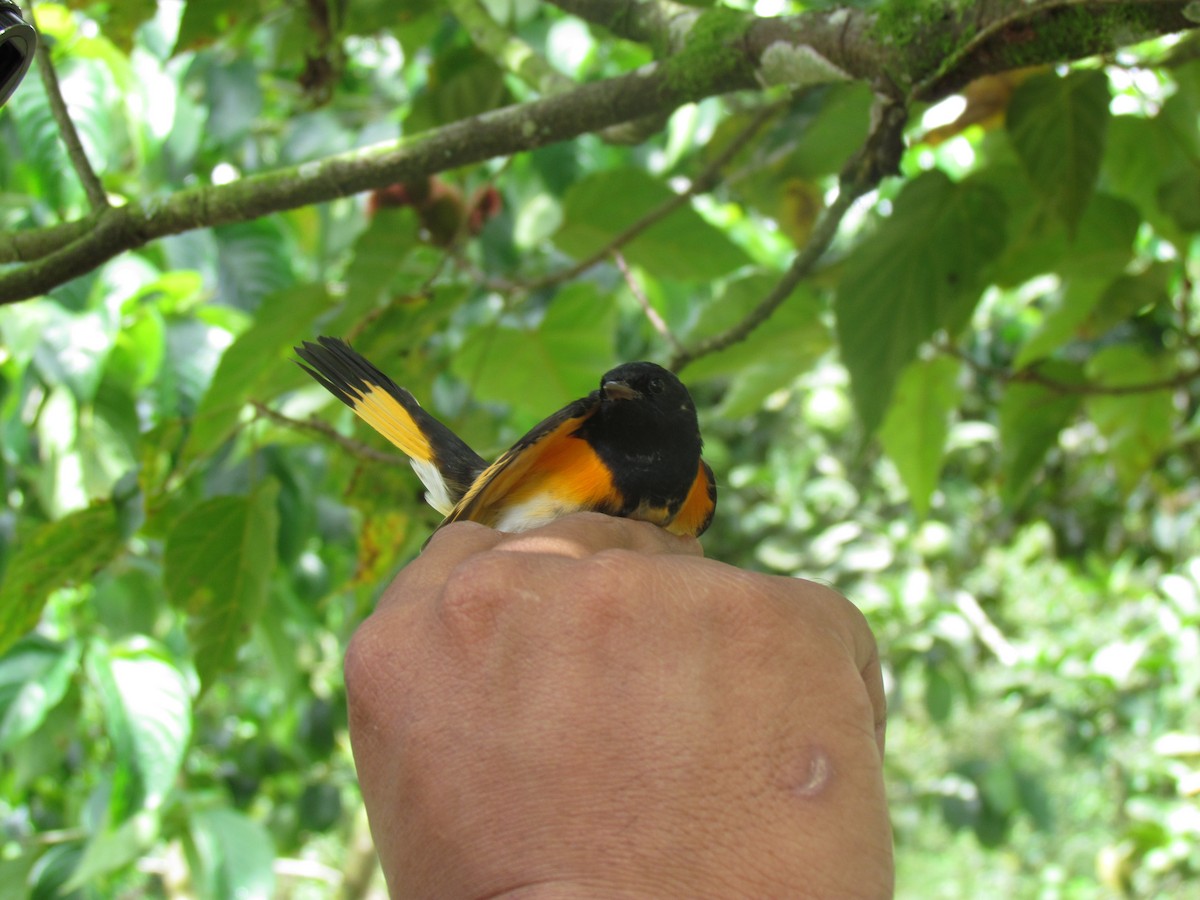 American Redstart - ML410586071