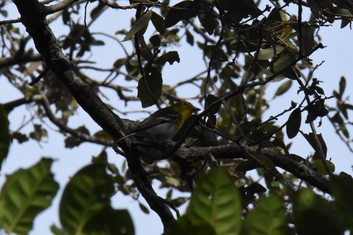 Yellow-throated Vireo - ML410586161