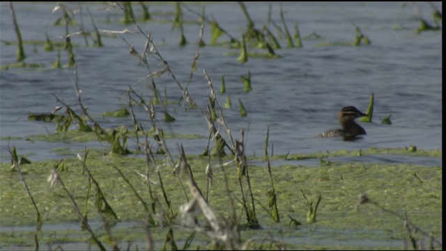 Masked Duck - ML410587