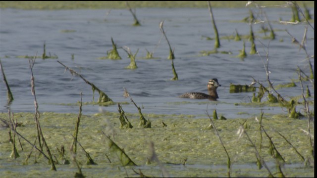 Masked Duck - ML410588