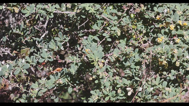 Blue-bearded Helmetcrest - ML410588641