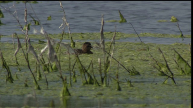 Masked Duck - ML410590