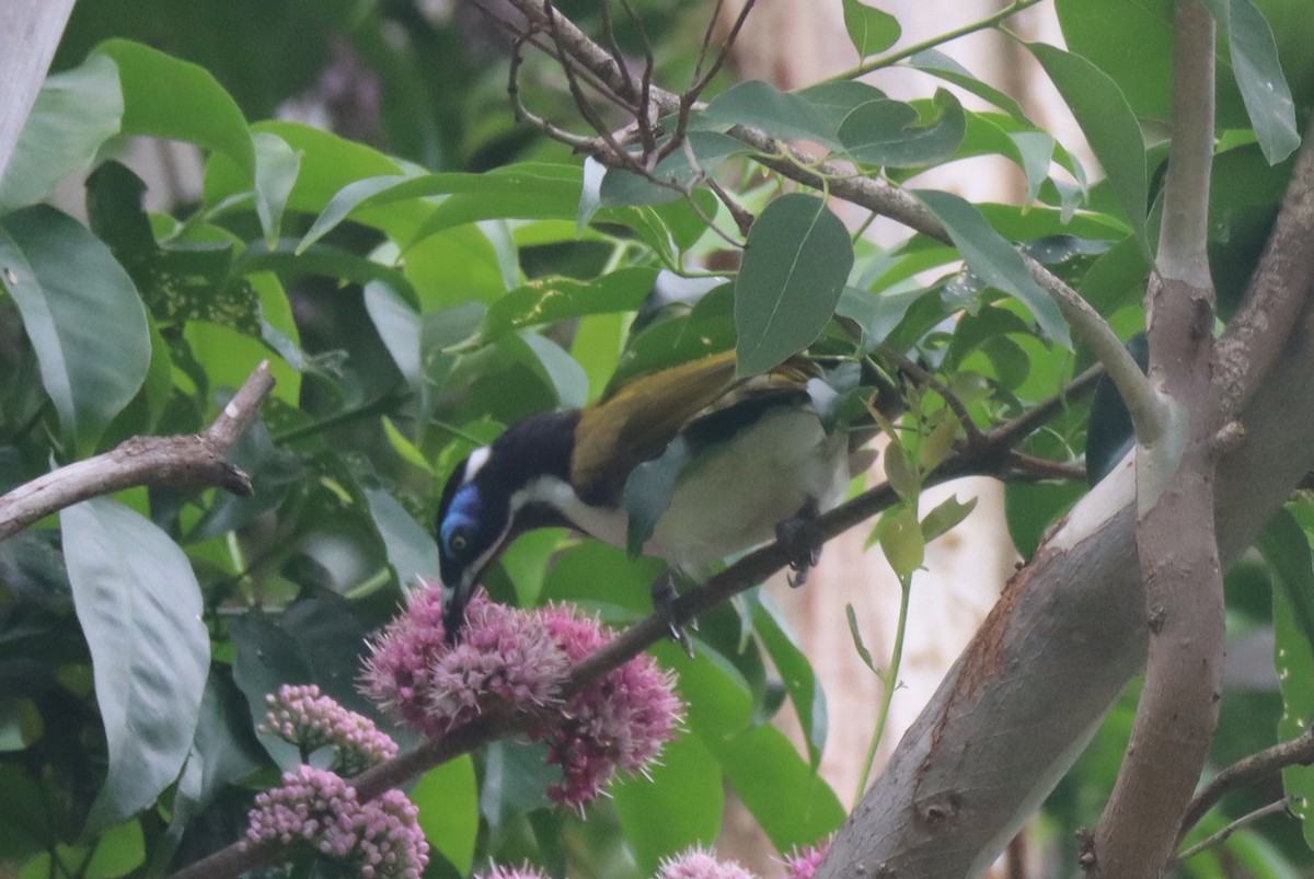 Blue-faced Honeyeater - Paul Rowan