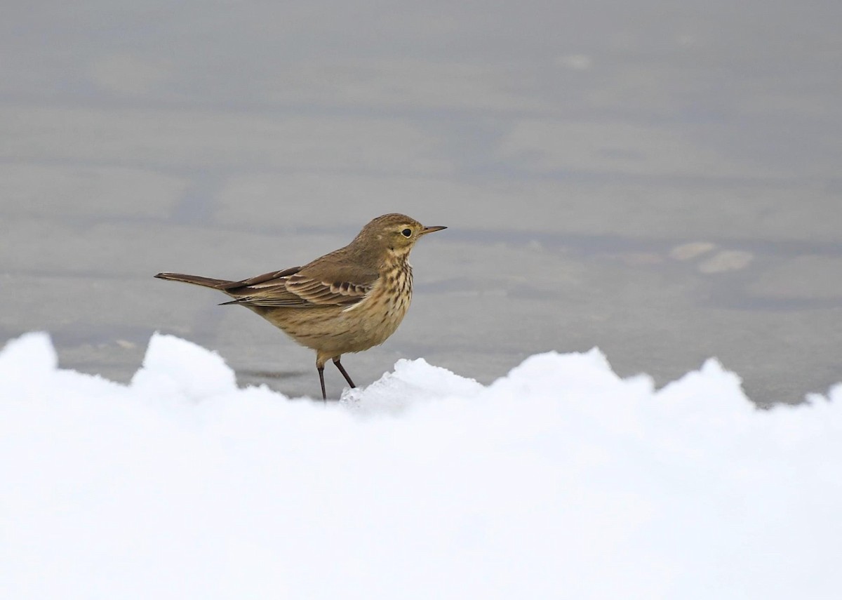 American Pipit - Todd Hawkins