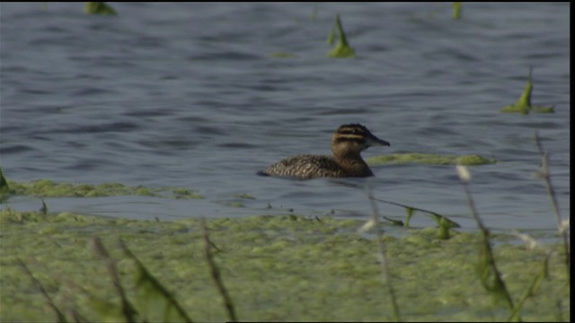 Masked Duck - ML410592