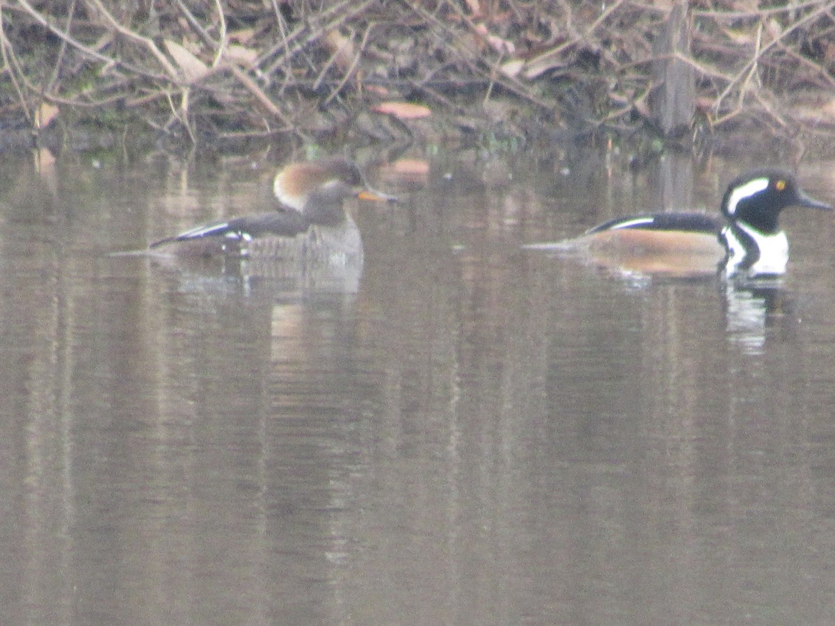 Hooded Merganser - ML410592951