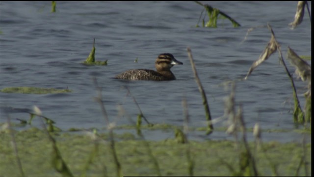 Masked Duck - ML410593