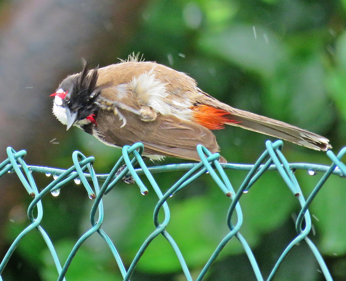 Red-whiskered Bulbul - ML410593601