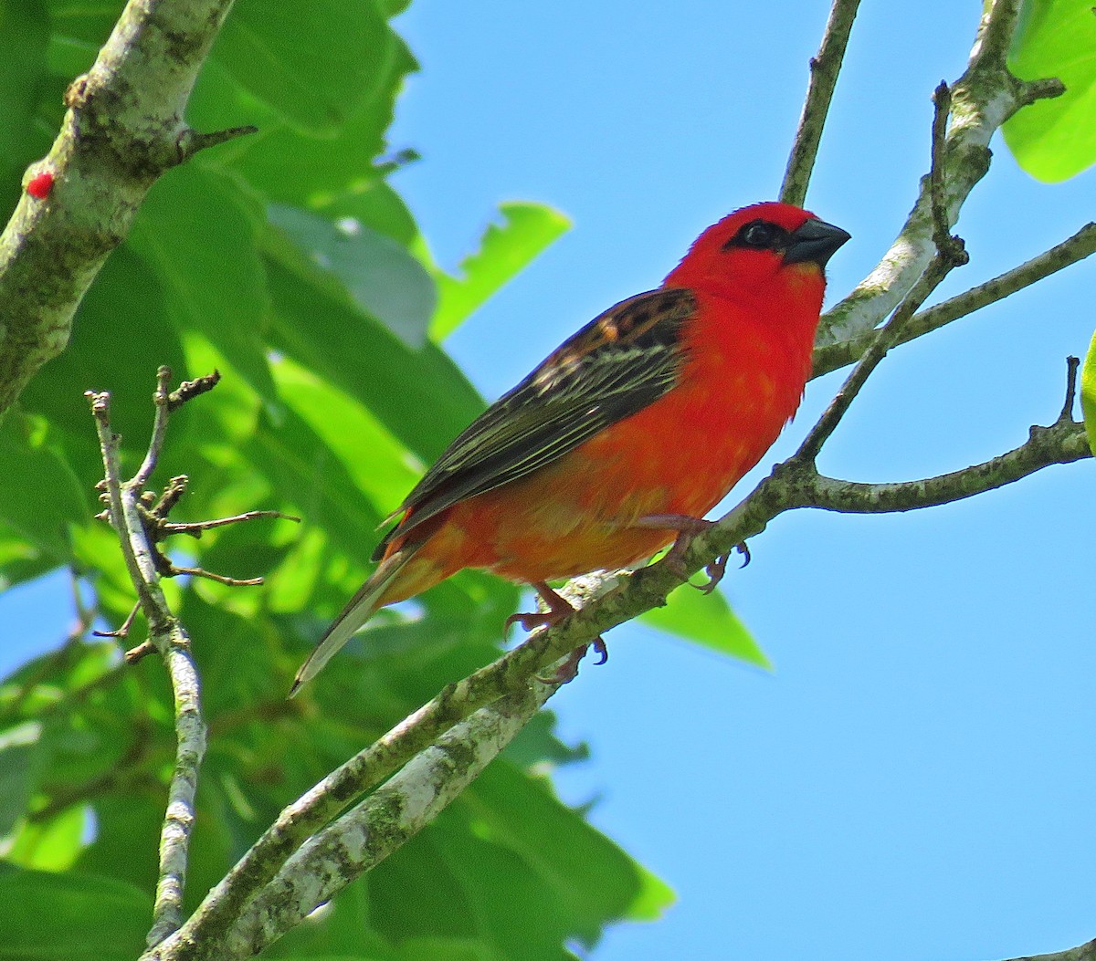 Red Fody - ML410593921