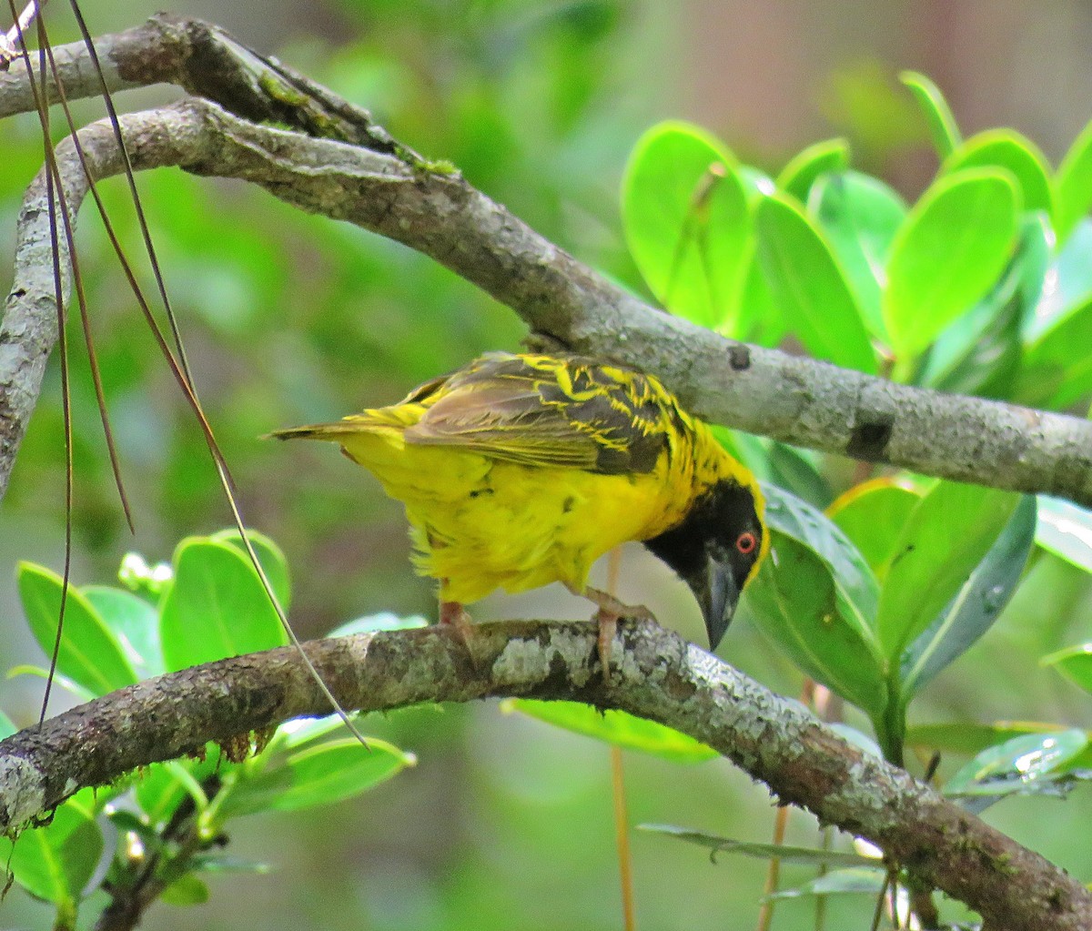 Village Weaver - ML410594441